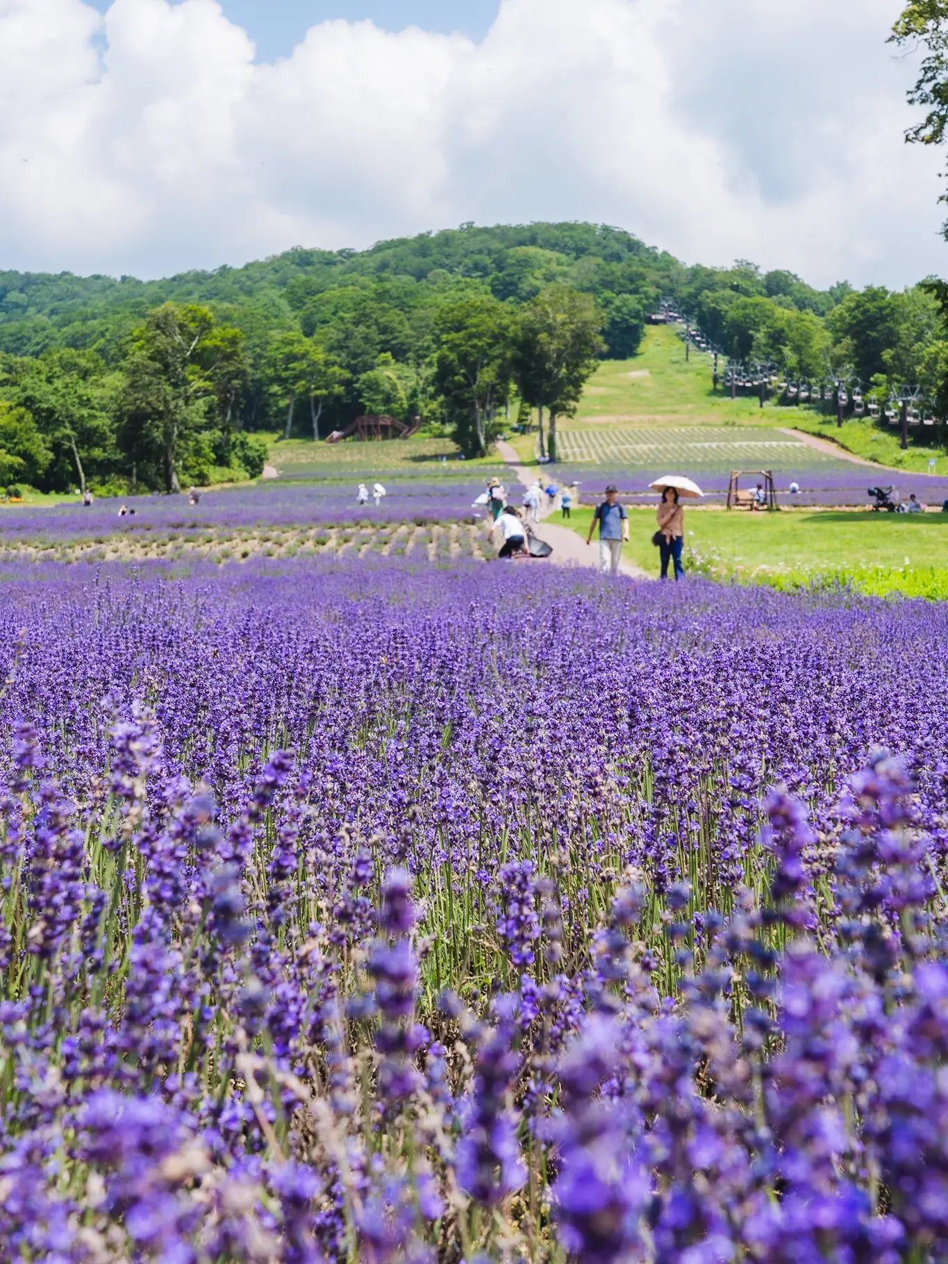 🌸 탄바라 라벤더 파크 이미지 8